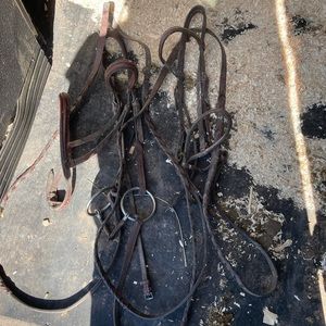 Equestrian friends 🐎